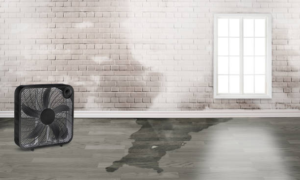 Best Water damage restoration specialists  in Scottsburg, IN